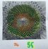 Fibonacci numbers in nature - count and find the patterns