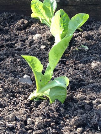 lettuce